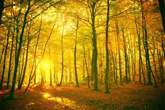 10_colorful_autumn_wallpapers_mystical_forest