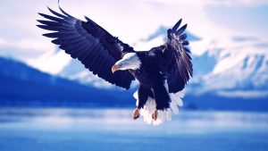 Winter Wallpaper for Mac Bald Eagle Speed